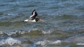 Ime datoteke=Skoljkarica_Oystercatcher_Haematopus_ostralegus_skoljkarice_Haematopodiade_09.jpg
Velikost datoteke=304KB
Dimenzija=1000x562
Datum objave=17.02.2018 Skoljkarica_Oystercatcher_Haematopus_ostralegus_skoljkarice_Haematopodiade_09.jpg
