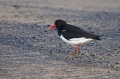 Ime datoteke=Skoljkarica_Oystercatcher_Haematopus_ostralegus_skoljkarice_Haematopodiade_10.jpg
Velikost datoteke=335KB
Dimenzija=950x633
Datum objave=17.02.2018 Skoljkarica_Oystercatcher_Haematopus_ostralegus_skoljkarice_Haematopodiade_10.jpg
