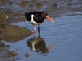 Ime datoteke=Skoljkarica_Oystercatcher_Haematopus_ostralegus_skoljkarice_Haematopodiade_11.jpg
Velikost datoteke=267KB
Dimenzija=950x712
Datum objave=29.05.2019 Skoljkarica_Oystercatcher_Haematopus_ostralegus_skoljkarice_Haematopodiade_11.jpg