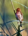 Skrlatec_Scarlet_Rosefinch_Carpodacus_erythrinus_Scinkavci_Fringillidae07.jpg