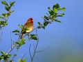 Skrlatec_Scarlet_Rosefinch_Carpodacus_erythrinus_Scinkavci_Fringillidae_14.jpg