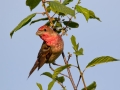 Skrlatec_Scarlet_Rosefinch_Carpodacus_erythrinus_Scinkavci_Fringillidae_17~0.jpg