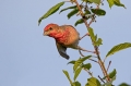 Skrlatec_Scarlet_Rosefinch_Carpodacus_erythrinus_Scinkavci_Fringillidae_21~0.jpg