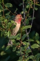 Skrlatec_Scarlet_Rosefinch_Carpodacus_erythrinus_Scinkavci_Fringillidae_22.jpg