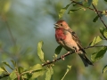 Skrlatec_Scarlet_Rosefinch_Carpodacus_erythrinus_Scinkavci_Fringillidae_34.jpg