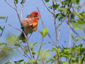 Skrlatec_Scarlet_Rosefinch_Carpodacus_erythrinus_Scinkavci_Fringillidae_37.jpg