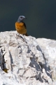Ime datoteke=Slegur_Rock_thrush_Monticola_saxatilis_Drozgi_Turdidae_20.jpg
Velikost datoteke=222KB
Dimenzija=600x900
Datum objave=07.06.2016 Slegur_Rock_thrush_Monticola_saxatilis_Drozgi_Turdidae_20.jpg