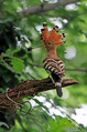 Ime datoteke=Smrdokavra_Hoopoe_Upupa_epops_Smrdokavre_Coraciidae_09.jpg
Velikost datoteke=119KB
Dimenzija=533x800
Datum objave=23.08.2010 Smrdokavra_Hoopoe_Upupa_epops_Smrdokavre_Coraciidae_09.jpg