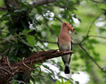 Ime datoteke=Smrdokavra_Hoopoe_Upupa_epops_Smrdokavre_Coraciidae_12.jpg
Velikost datoteke=130KB
Dimenzija=800x630
Datum objave=21.12.2010 Smrdokavra_Hoopoe_Upupa_epops_Smrdokavre_Coraciidae_12.jpg