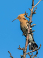 Smrdokavra_Hoopoe_Upupa_epops_Smrdokavre_Coraciidae_61.jpg