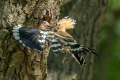 Smrdokavra_Hoopoe_Upupa_epops_Smrdokavre_Coraciidae_69.jpg