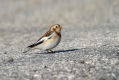 Snezni_strnad_Snow_bunting_12.jpg