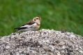 Snezni_strnad_Snow_bunting_14.jpg