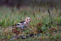 Snezni_strnad_Snow_bunting_16.jpg