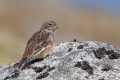 Snezni_strnad_Snow_bunting_19.jpg