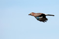 Ime datoteke=Soja_Jay_Garrulus_glandarius_Vrani_Corvidae_05.jpg
Velikost datoteke=163KB
Dimenzija=800x534
Datum objave=07.10.2010 Soja_Jay_Garrulus_glandarius_Vrani_Corvidae_05.jpg