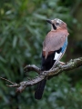 Soja_Jay_Garrulus_glandarius_Vrani_Corvidae_12.jpg