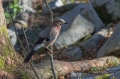 Soja_Jay_Garrulus_glandarius_Vrani_Corvidae_13.jpg