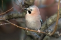 Soja_Jay_Garrulus_glandarius_Vrani_Corvidae_19.jpg