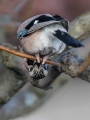 Soja_Jay_Garrulus_glandarius_Vrani_Corvidae_20.jpg