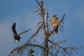 Ime datoteke=Sokol_selec_Peregrine_falcon_Falco_peregrinus_Sokoli_Falconidae_09.jpg
Velikost datoteke=215KB
Dimenzija=1000x667
Datum objave=05.03.2017 Sokol_selec_Peregrine_falcon_Falco_peregrinus_Sokoli_Falconidae_09.jpg