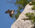 Ime datoteke=Sokol_selec_Peregrine_falcon_Falco_peregrinus_Sokoli_Falconidae_11.jpg
Velikost datoteke=483KB
Dimenzija=1000x800
Datum objave=11.01.2016 Sokol_selec_Peregrine_falcon_Falco_peregrinus_Sokoli_Falconidae_11.jpg