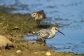 Ime datoteke=Spremenljivi_prodnik_Dunlin_15.jpg
Velikost datoteke=279KB
Dimenzija=900x600
Datum objave=30.03.2016 Spremenljivi_prodnik_Dunlin_15.jpg