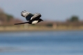 Sraka_Magpie_Pica_pica_Vrani_Corvidae_06.jpg