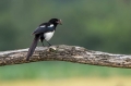 Ime datoteke=Sraka_Magpie_Pica_pica_Vrani_Corvidae_09.jpg
Velikost datoteke=203KB
Dimenzija=950x633
Datum objave=19.08.2016 Sraka_Magpie_Pica_pica_Vrani_Corvidae_09.jpg