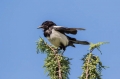 Ime datoteke=Sraka_Magpie_Pica_pica_Vrani_Corvidae_10.jpg
Velikost datoteke=189KB
Dimenzija=950x633
Datum objave=10.11.2016 Sraka_Magpie_Pica_pica_Vrani_Corvidae_10.jpg