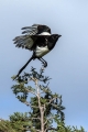 Ime datoteke=Sraka_Magpie_Pica_pica_Vrani_Corvidae_11.jpg
Velikost datoteke=267KB
Dimenzija=600x900
Datum objave=05.03.2017 Sraka_Magpie_Pica_pica_Vrani_Corvidae_11.jpg