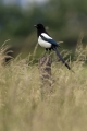 Sraka_Magpie_Pica_pica_Vrani_Corvidae_18.jpg