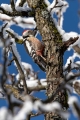 Ime datoteke=Srednji_detel_Middle_spotted_woodpecker_Dendrocopus_medius_Zolne_Picidae_03.jpg
Velikost datoteke=311KB
Dimenzija=600x900
Datum objave=24.08.2016 Srednji_detel_Middle_spotted_woodpecker_Dendrocopus_medius_Zolne_Picidae_03.jpg