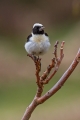 Sredozemski_kupcar_Black_eared_wheatear_Oenanthe_hispanica_Drozgi_Turdidae_08.jpg