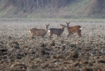 Srnjak_Roe_deer_16.jpg