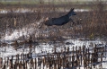 Ime datoteke=Srnjak_Roe_deer_20.jpg
Velikost datoteke=411KB
Dimenzija=1000x643
Datum objave=23.10.2022 Srnjak_Roe_deer_20.jpg