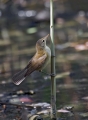 Ime datoteke=Srpicna_trsnica_Reed_warbler_Acrocephalus_scirpaceus_penice_Sylviidae_05.jpg
Velikost datoteke=260KB
Dimenzija=664x900
Datum objave=03.04.2016 Srpicna_trsnica_Reed_warbler_Acrocephalus_scirpaceus_penice_Sylviidae_05.jpg