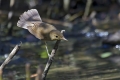 Ime datoteke=Srpicna_trsnica_Reed_warbler_Acrocephalus_scirpaceus_penice_Sylviidae_06.jpg
Velikost datoteke=239KB
Dimenzija=900x600
Datum objave=15.06.2016 Srpicna_trsnica_Reed_warbler_Acrocephalus_scirpaceus_penice_Sylviidae_06.jpg