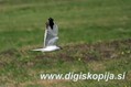 Ime datoteke=Stepski_lunj_Pallid_harrier_Circus_macrourus_Orli_Acripitridae_01.jpg
Velikost datoteke=69KB
Dimenzija=800x533
Datum objave=01.08.2009 Stepski_lunj_Pallid_harrier_Circus_macrourus_Orli_Acripitridae_01.jpg