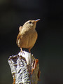 Ime datoteke=Strzek_Wren_Troglodytes_troglodytes_Strzki_Troglodytidae_09.jpg
Velikost datoteke=135KB
Dimenzija=600x800
Datum objave=04.11.2009 Strzek_Wren_Troglodytes_troglodytes_Strzki_Troglodytidae_09.jpg