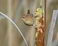 Ime datoteke=Strzek_Wren_Troglodytes_troglodytes_Strzki_Troglodytidae_11.jpg
Velikost datoteke=299KB
Dimenzija=800x644
Datum objave=27.01.2012 Strzek_Wren_Troglodytes_troglodytes_Strzki_Troglodytidae_11.jpg