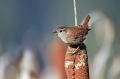 Ime datoteke=Strzek_Wren_Troglodytes_troglodytes_Strzki_Troglodytidae_13.jpg
Velikost datoteke=222KB
Dimenzija=800x533
Datum objave=27.12.2011 Strzek_Wren_Troglodytes_troglodytes_Strzki_Troglodytidae_13.jpg