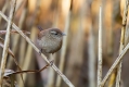 Ime datoteke=Strzek_Wren_Troglodytes_troglodytes_Strzki_Troglodytidae_14.jpg
Velikost datoteke=344KB
Dimenzija=1000x667
Datum objave=25.07.2014 Strzek_Wren_Troglodytes_troglodytes_Strzki_Troglodytidae_14.jpg