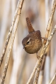 Ime datoteke=Strzek_Wren_Troglodytes_troglodytes_Strzki_Troglodytidae_15.jpg
Velikost datoteke=232KB
Dimenzija=600x900
Datum objave=03.04.2016 Strzek_Wren_Troglodytes_troglodytes_Strzki_Troglodytidae_15.jpg