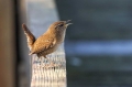 Ime datoteke=Strzek_Wren_Troglodytes_troglodytes_Strzki_Troglodytidae_16.jpg
Velikost datoteke=140KB
Dimenzija=950x633
Datum objave=15.06.2016 Strzek_Wren_Troglodytes_troglodytes_Strzki_Troglodytidae_16.jpg