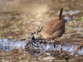 Ime datoteke=Strzek_Wren_Troglodytes_troglodytes_Strzki_Troglodytidae_17.jpg
Velikost datoteke=290KB
Dimenzija=900x675
Datum objave=24.08.2016 Strzek_Wren_Troglodytes_troglodytes_Strzki_Troglodytidae_17.jpg