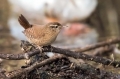 Ime datoteke=Strzek_Wren_Troglodytes_troglodytes_Strzki_Troglodytidae_18.jpg
Velikost datoteke=231KB
Dimenzija=950x633
Datum objave=10.11.2016 Strzek_Wren_Troglodytes_troglodytes_Strzki_Troglodytidae_18.jpg