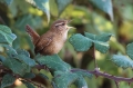 Ime datoteke=Strzek_Wren_Troglodytes_troglodytes_Strzki_Troglodytidae_20.jpg
Velikost datoteke=246KB
Dimenzija=950x633
Datum objave=05.03.2017 Strzek_Wren_Troglodytes_troglodytes_Strzki_Troglodytidae_20.jpg