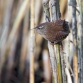 Ime datoteke=Strzek_Wren_Troglodytes_troglodytes_Strzki_Troglodytidae_21.jpg
Velikost datoteke=259KB
Dimenzija=750x750
Datum objave=21.02.2018 Strzek_Wren_Troglodytes_troglodytes_Strzki_Troglodytidae_21.jpg