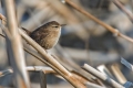 Ime datoteke=Strzek_Wren_Troglodytes_troglodytes_Strzki_Troglodytidae_24.jpg
Velikost datoteke=219KB
Dimenzija=900x600
Datum objave=21.01.2019 Strzek_Wren_Troglodytes_troglodytes_Strzki_Troglodytidae_24.jpg